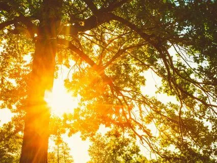 Radiant Abundance: Cultivating Self-Worth And Trust