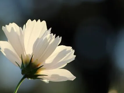 Radiant Compassion: A 10-Minute Meditation