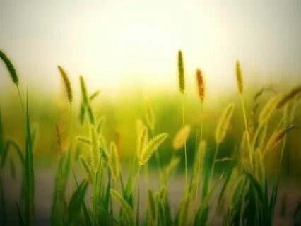 Radiant Energy Cleanse