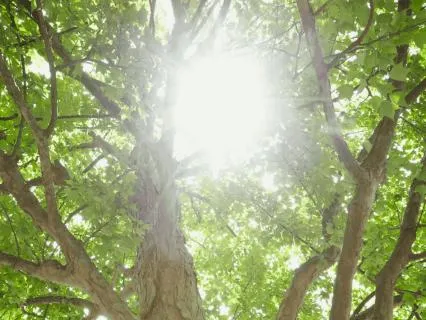 Radiant Energy Subliminal: Unshakeable Focus & Motivation
