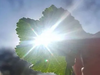 Radiant Flow Healing - Chakra And Reiki Meditation