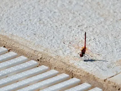 Radiant Gratitude: Illuminating The Path Of Appreciation