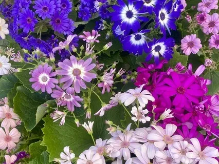 Radiant Recovery - A Guided Meditation For Injury Healing