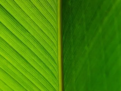 Radiant Reverie - Self-Esteem Overture