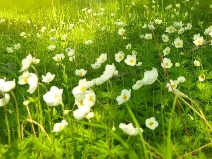 Radiant Soul - A Visualisation To Know Grace And Compassion