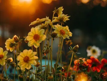 Radiate Guided Session