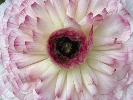 Radiating Love And Compassion