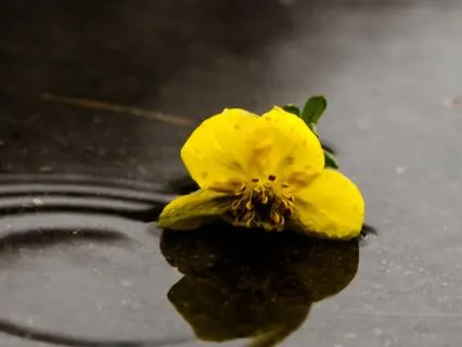 Radical Acceptance: Making Peace With What You Cannot Change
