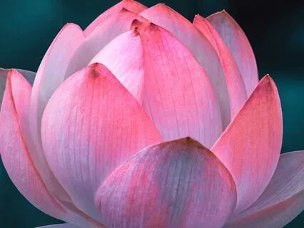 Radical Acceptance Practice