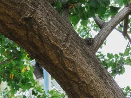 Radical Compassion To Awaken Healing