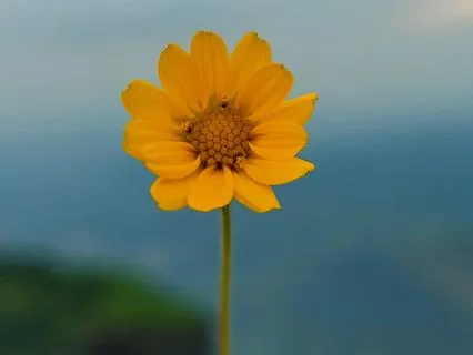 Radical Gratitude & Ho’oponopono: A Journey Of Connection