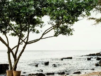 Raga Bhimpalasi For Afternoon Healing With Flute Sound