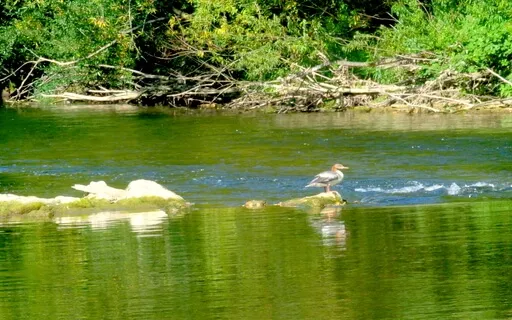 Raga Nadī Pakșī (The Riverbird)