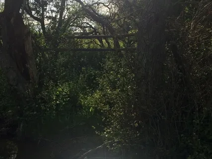 Rain & English Birdsong