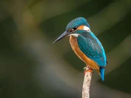 Rain And Little Birds