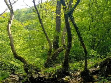 Rain And Stillness For Deep Sleep