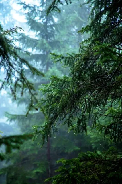 Rain & Thunder Healing Sleep