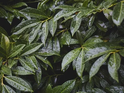 Rain & Thunder Sound Relaxation