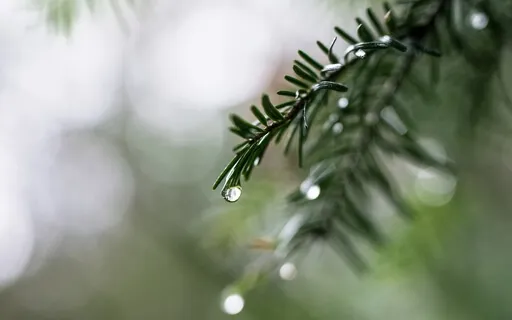 Rain & Thunder Sound Therapy: The Most Relaxing Piano