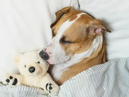 Rain And Thunder Sounds For Sleeping