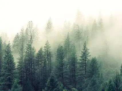 Rain And Woods Overnight For Deep Sleep [8 Hours]