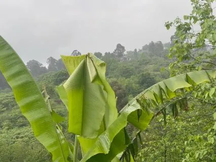Rain & Birdsong - A Natural Sound Reset For Stress Relief