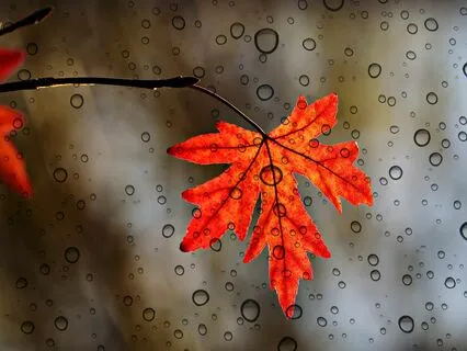 Rain Downpour -  Forest Rain - Pure Nature Sounds