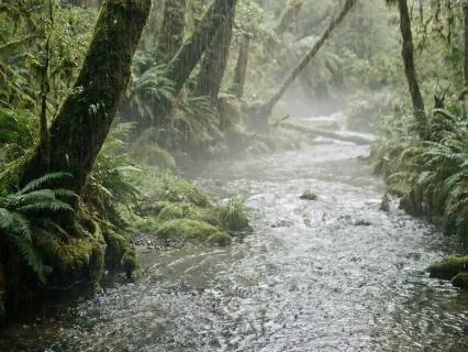 Rain Falling For Sleep | Nature Sounds
