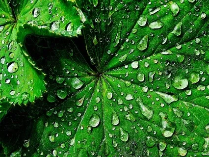 Rain Falling - Rhubarb Leaves.