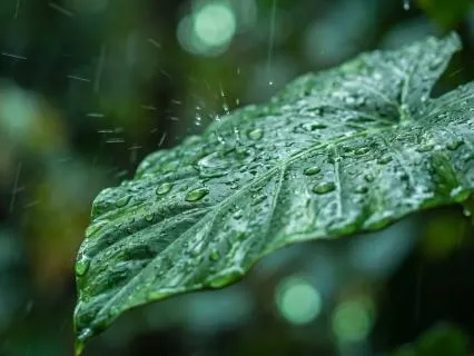 Rain For Deep Sleep (8 Hours)