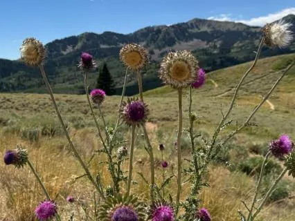 RAIN For Difficult Emotions