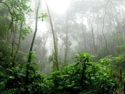Rain Forest Ambience Relaxation: White Noise & Music