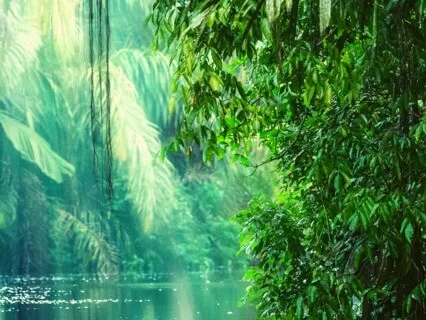 Rain Forest Relaxation - Crystal Bowl Sound Bath