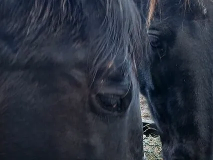 Rain In The Horse Shelter With Horses Munching Hay
