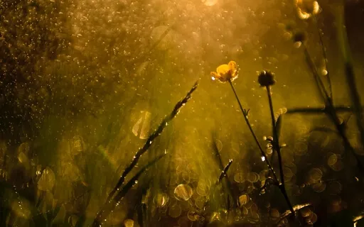 Rain In The Meadow