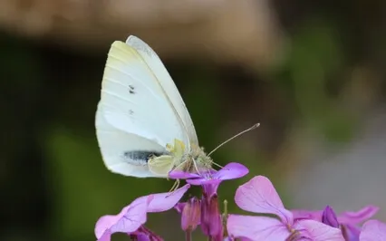 R.A.I.N Meditation For Baby Loss - Compassionate Exploration