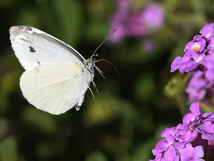 RAIN Meditation For Baby Loss - Working With Difficult Emotions