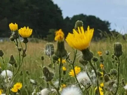 RAIN Meditation: "Self-Compassion"