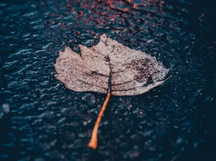 Rain Meditation: Quiet The Mind & Relieve Stress And Anxiety