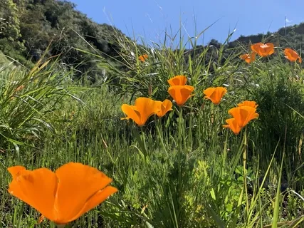 Working With Uncomfortable Emotions (RAIN Meditation)