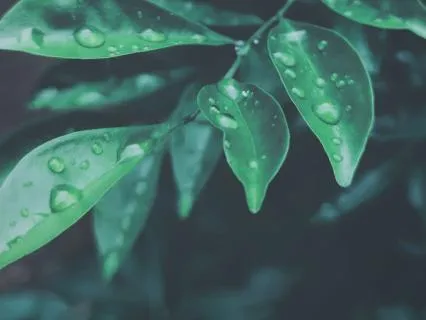 RAIN Mindfulness Meditation