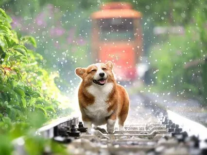 Rain Music: Tranquil & Calm