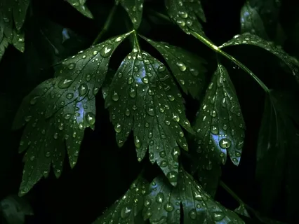 Rain - Nature Sounds To Help You Sleep (20 Minutes)