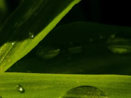 Rain - Nature Sounds To Help You Sleep (60 Minutes)