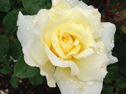 Rain Nidra With Affirmations