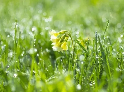 RAIN Of Inner Compassion