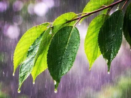 Rain On Leaves: Gentle Nature Sounds For Sleep