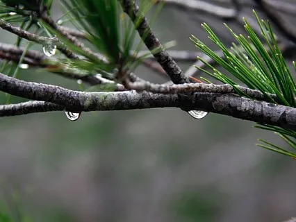 Rain On The Roof: Pitter-Patter On A Caravan Rooftop