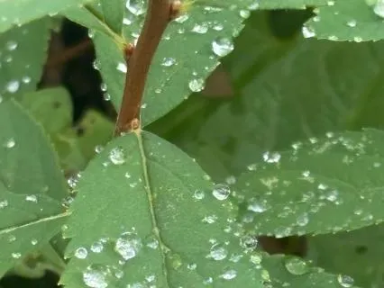 Rain On Windowsill Nature Soundscape