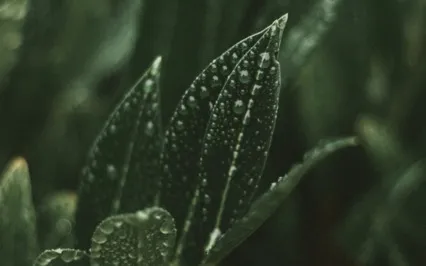 Rain + Thunderstorm Sleep Sounds Meditation 